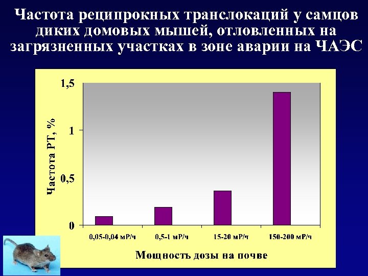 Частота реципрокных транслокаций у самцов диких домовых мышей, отловленных на загрязненных участках в зоне