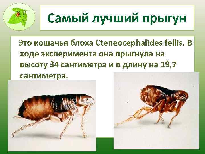 Самый лучший прыгун Это кошачья блоха Cteneocephalides fellis. В ходе эксперимента она прыгнула на