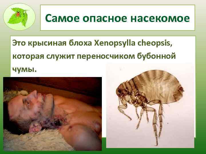 Самое опасное насекомое Это крысиная блоха Xenopsylla cheopsis, которая служит переносчиком бубонной чумы. 