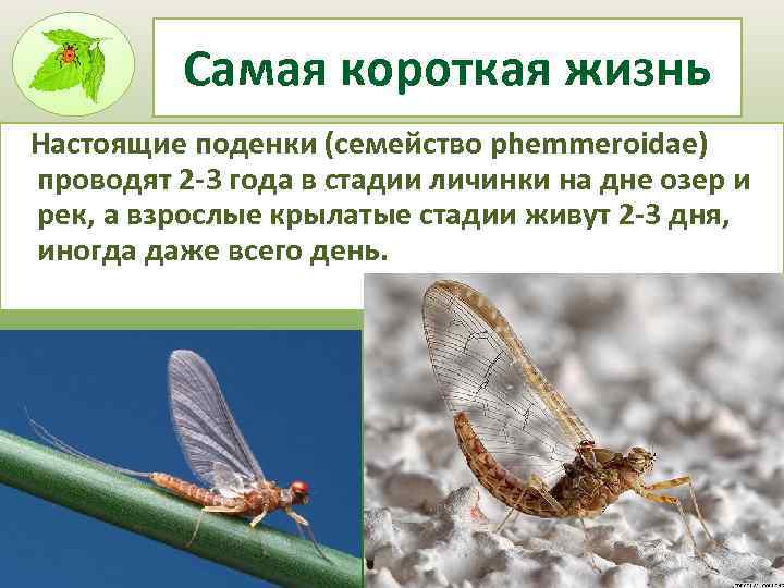 Насекомые рекордсмены проект 7 класс