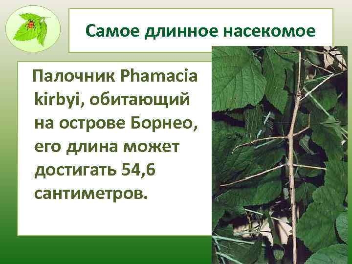 Самое длинное насекомое Палочник Phamacia kirbyi, обитающий на острове Борнео, его длина может достигать