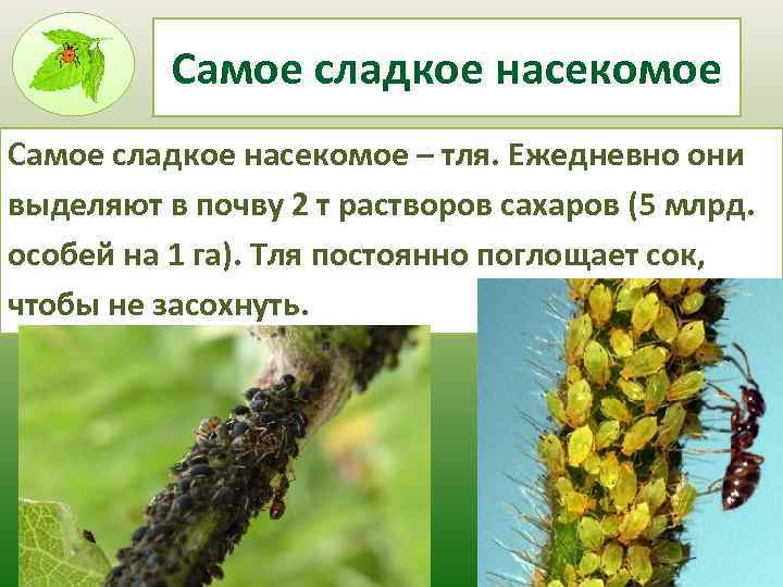 Насекомые рекордсмены проект