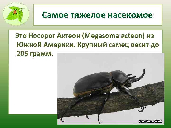 Самое тяжелое насекомое Это Носорог Актеон (Megasoma acteon) из Южной Америки. Крупный самец весит