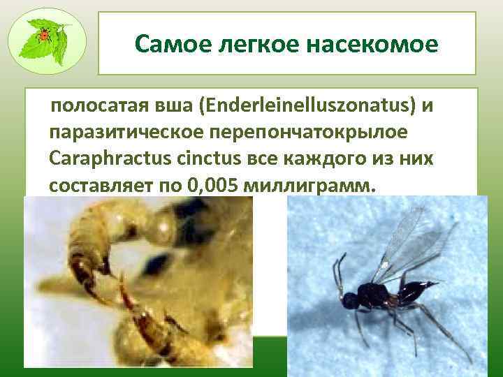 Насекомые рекордсмены проект 7 класс