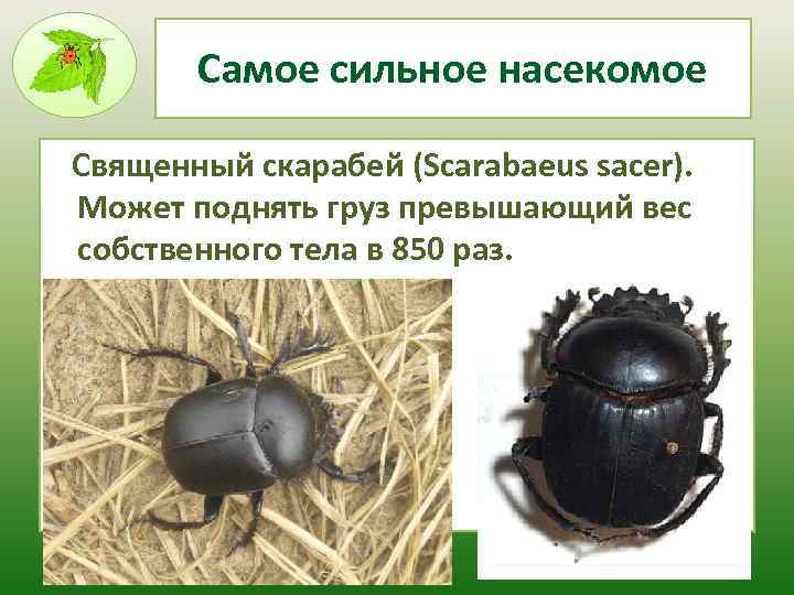 Самое сильное насекомое Священный скарабей (Scarabaeus sacer). Может поднять груз превышающий вес собственного тела