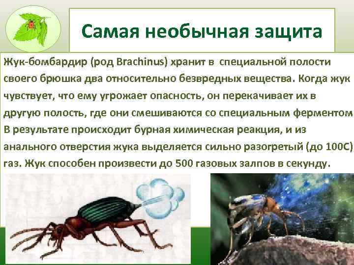 Самая необычная защита Жук-бомбардир (род Brachinus) хранит в специальной полости своего брюшка два относительно