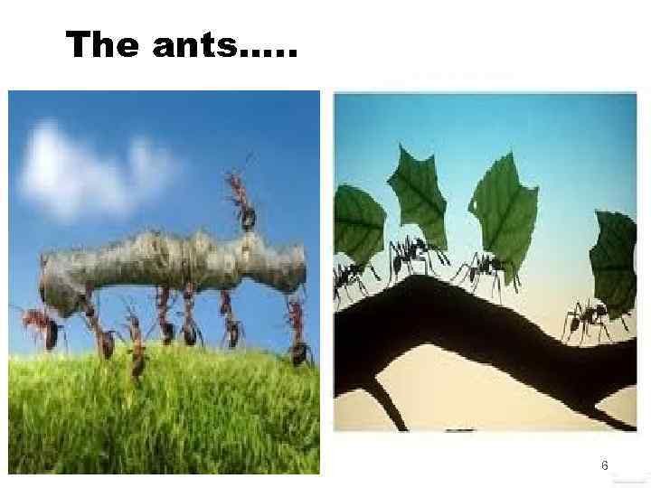 The ants…. . 6 