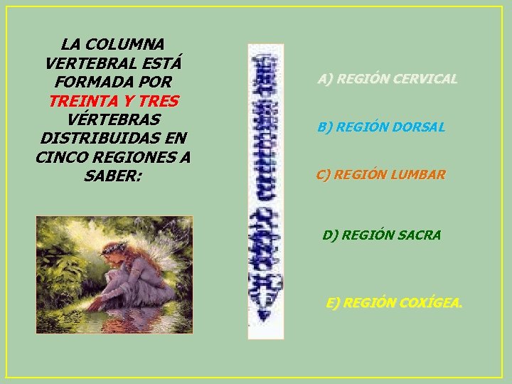 LA COLUMNA VERTEBRAL ESTÁ FORMADA POR TREINTA Y TRES VÉRTEBRAS DISTRIBUIDAS EN CINCO REGIONES