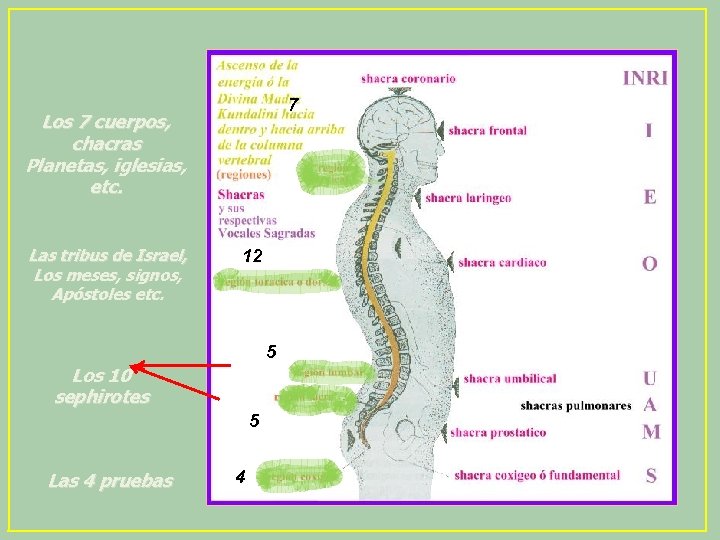 7 Los 7 cuerpos, chacras Planetas, iglesias, etc. Las tribus de Israel, Los meses,