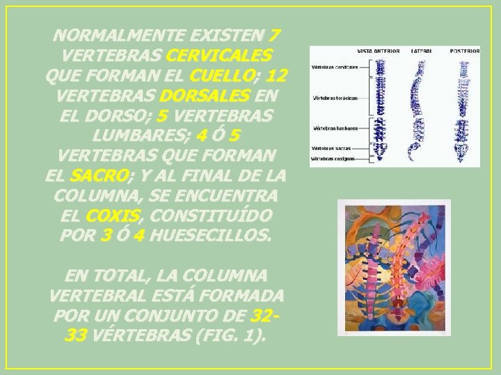 NORMALMENTE EXISTEN 7 VERTEBRAS CERVICALES QUE FORMAN EL CUELLO; 12 VERTEBRAS DORSALES EN EL