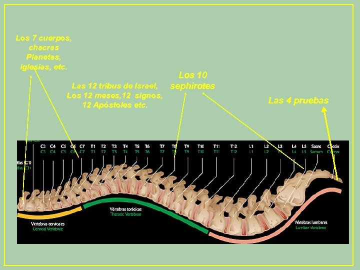 Los 7 cuerpos, chacras Planetas, iglesias, etc. Las 12 tribus de Israel, Los 12