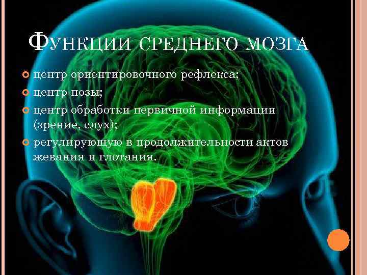 Средний мозг функции. Функции средний мозг функции. Средний мозг ориентировочные рефлексы. Средний мозг функции кратко.