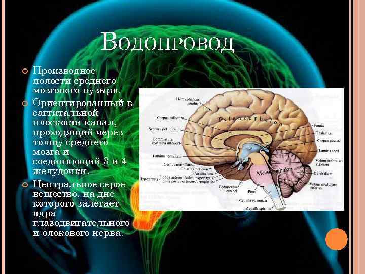 Функции среднего головного мозга человека