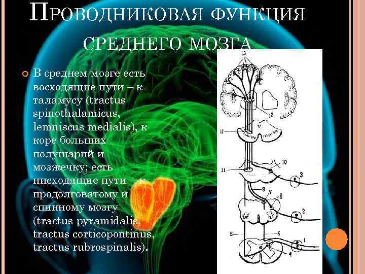 Проводниковая функция мозга