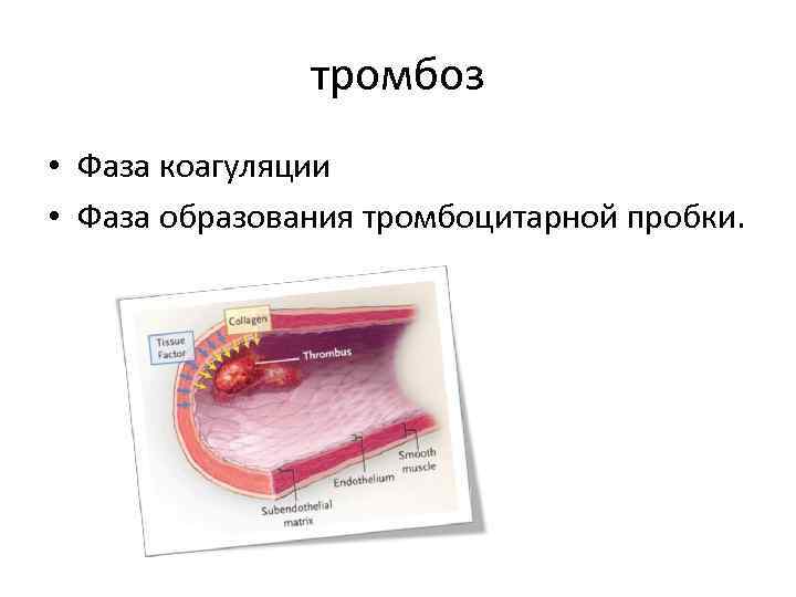 тромбоз • Фаза коагуляции • Фаза образования тромбоцитарной пробки. 
