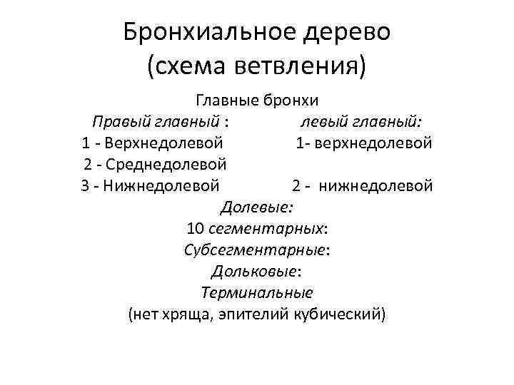 Бронхиальное дерево (схема ветвления) Главные бронхи Правый главный : левый главный: 1 - Верхнедолевой