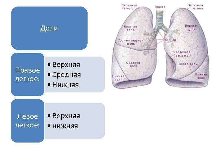 Доли • Верхняя Правое • Средняя легкое: • Нижняя Левое • Верхняя легкое: •