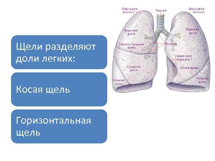 Косая щель легкого. Доли легкого. Междолевая щель легкого. Косая щель правого легкого отделяет.