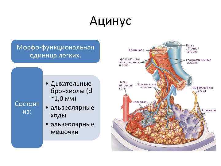 Схема строения ацинуса