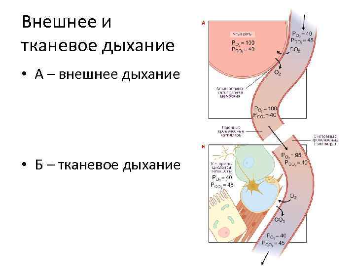 Легочное и тканевое дыхание