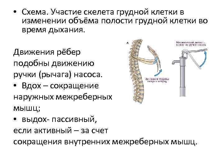  • Схема. Участие скелета грудной клетки в изменении объёма полости грудной клетки во