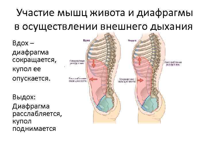 Участие мышц живота и диафрагмы в осуществлении внешнего дыхания Вдох – диафрагма сокращается, купол