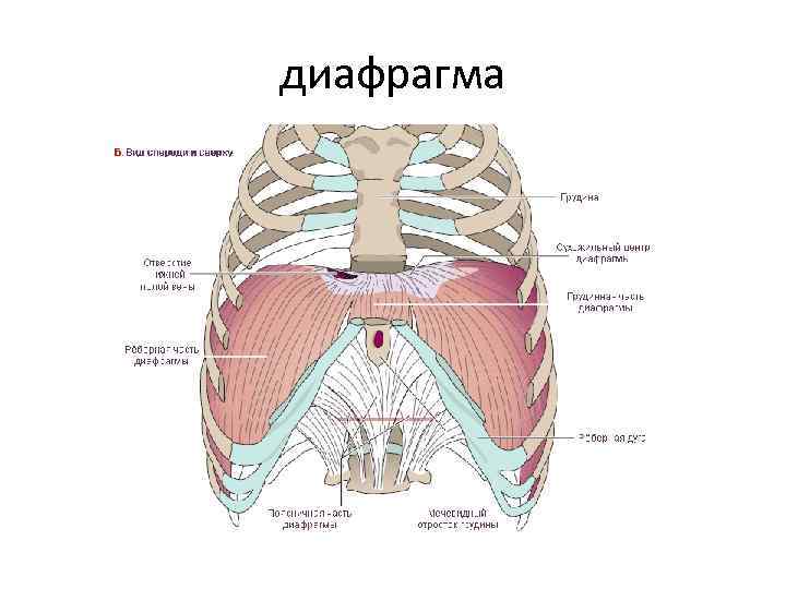 диафрагма 