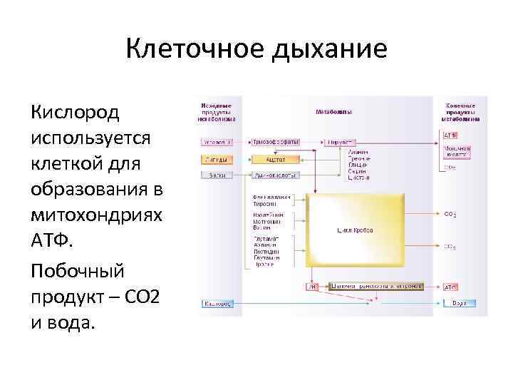 Клеточное дыхание Кислород используется клеткой для образования в митохондриях АТФ. Побочный продукт – СО