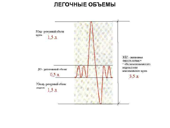 ЛЕГОЧНЫЕ ОБЪЕМЫ 