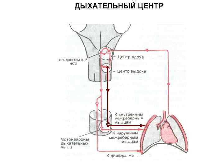 ДЫХАТЕЛЬНЫЙ ЦЕНТР 