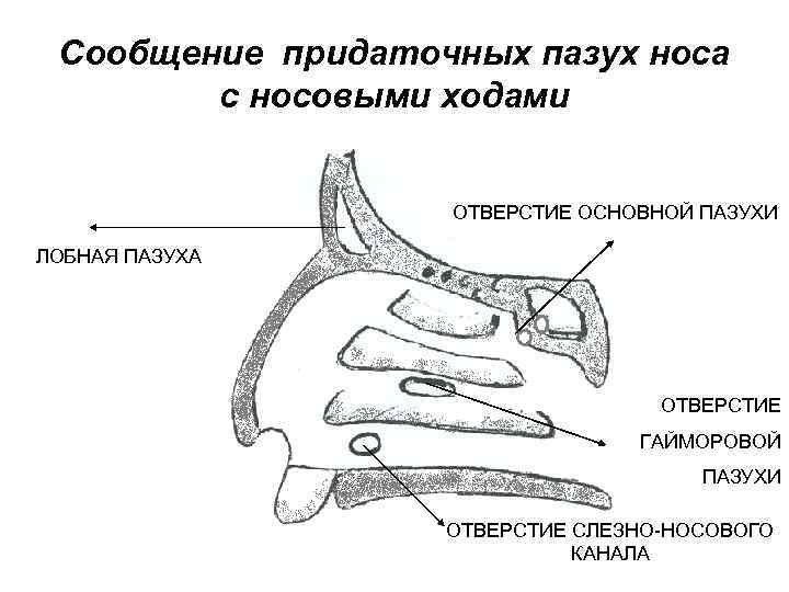 Полость носа носовые пазухи