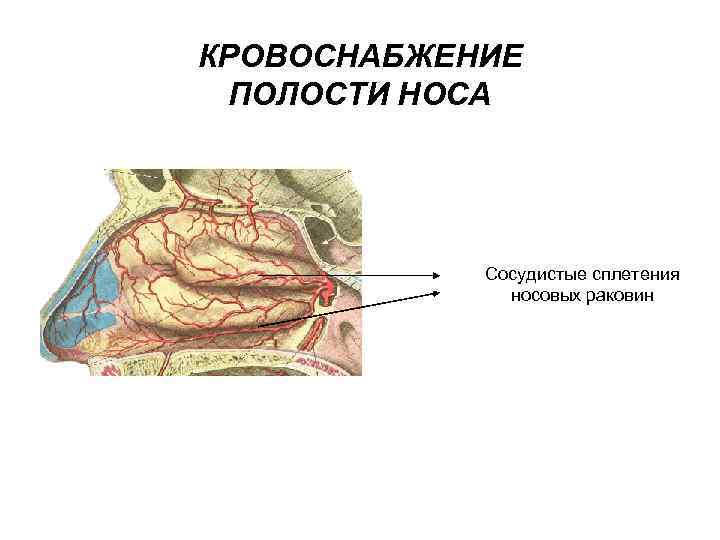 Верхние ходы. Киссельбаховое сплетение. Кровоснабжение средней носовой раковины. Кавернозные сплетения носа. Венозное сплетение носовой полости.