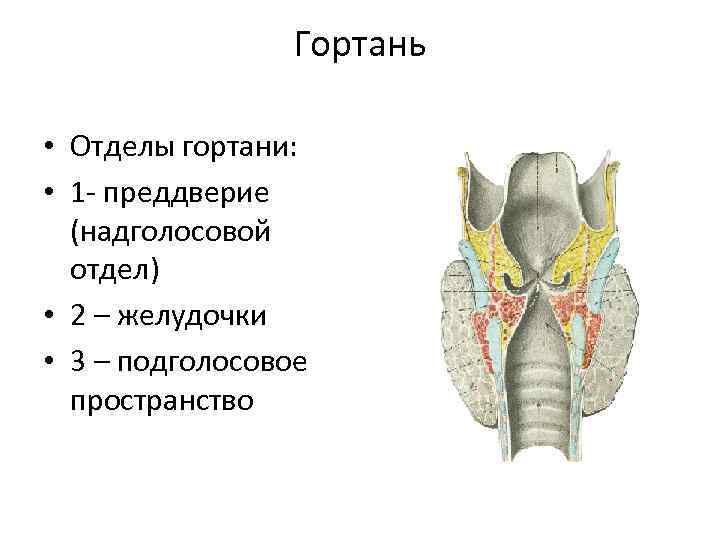 Особенности строения полости гортани