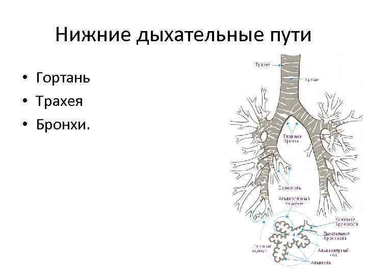 Очищение нижних дыхательных путей. Строение нижних дыхательных путей. Верхние и нижние дыхательные пути схема. Нижние дыхательные пути трахея бронхи. Дыхательные пути человека схема.