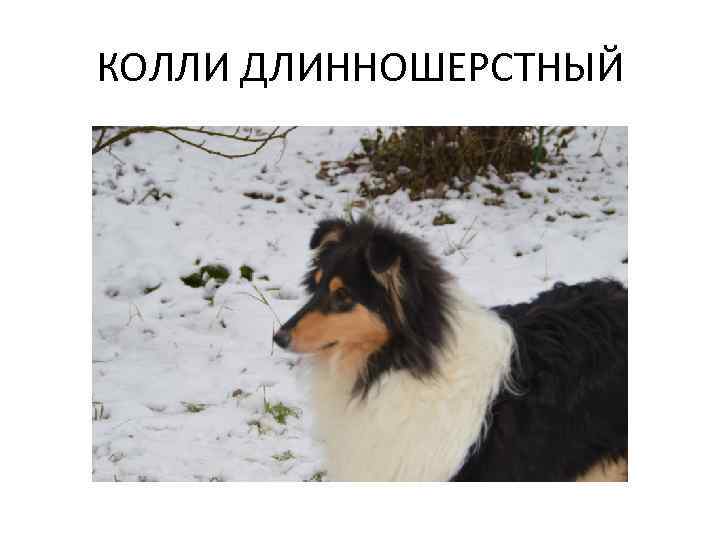 КОЛЛИ ДЛИННОШЕРСТНЫЙ 