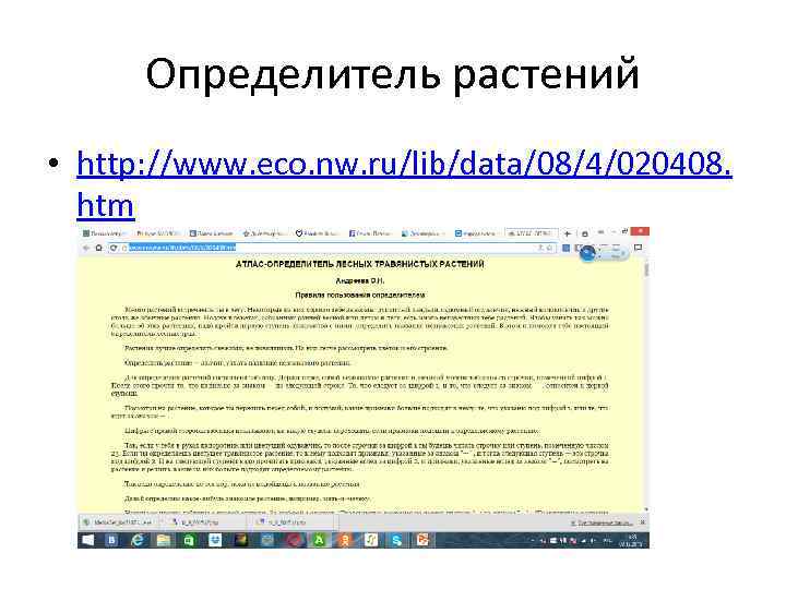 Определитель растений • http: //www. eco. nw. ru/lib/data/08/4/020408. htm 