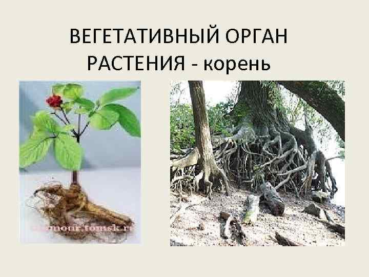 ВЕГЕТАТИВНЫЙ ОРГАН РАСТЕНИЯ - корень 