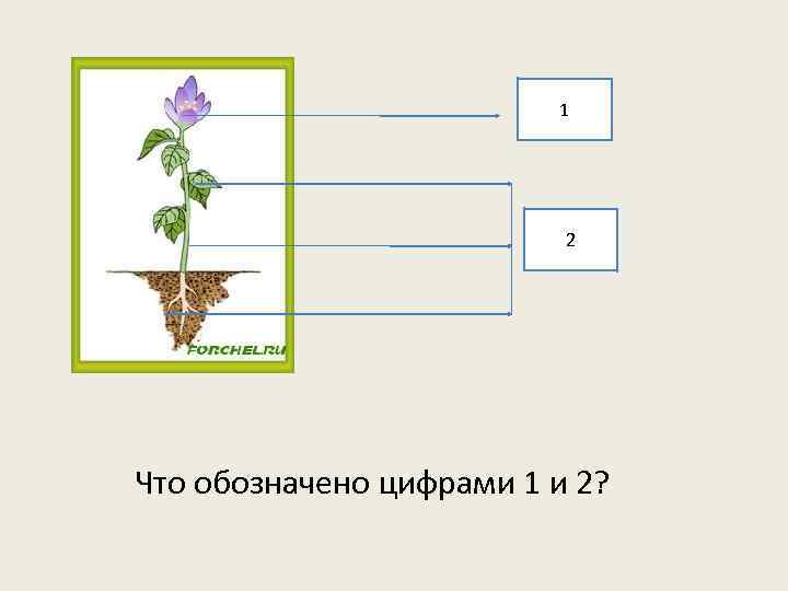 1 2 Что обозначено цифрами 1 и 2? 