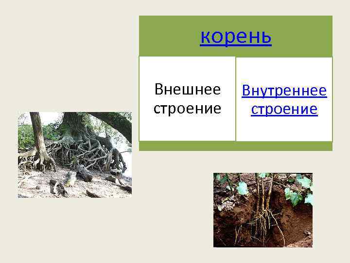 корень Внешнее Внутреннее строение 