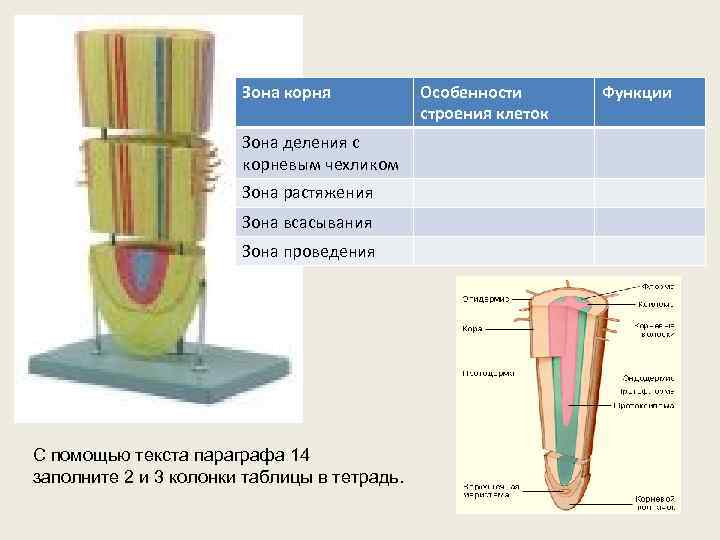 Зона корня Зона деления с корневым чехликом Зона растяжения Зона всасывания Зона проведения С