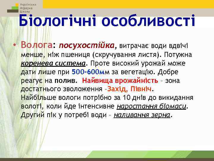 Біологічні особливості • Волога: посухостійка, витрачає води вдвічі менше, ніж пшениця (скручування листя). Потужна