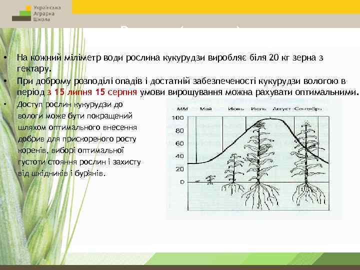 Волога ( опади) • • • На кожний міліметр води рослина кукурудзи виробляє біля