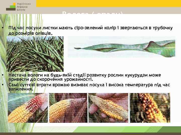 Волога ( опади) • Під час посухи листки мають сіро-зелений колір і звертаються в