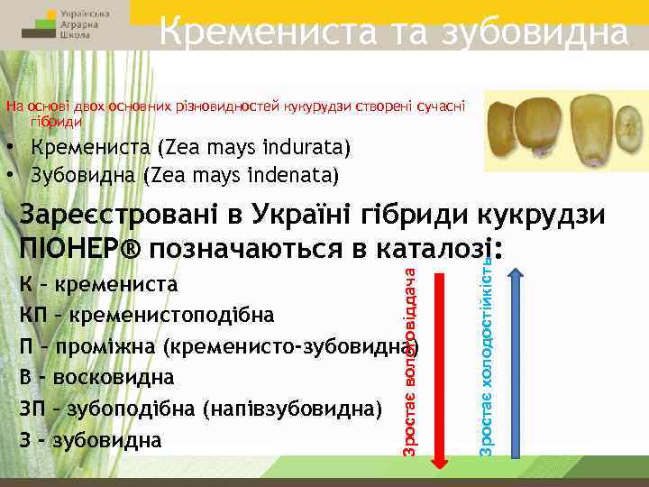 Кремениста та зубовидна На основі двох основних різновидностей кукурудзи створені сучасні гібриди • Кремениста