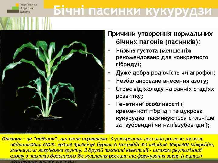 Бічні пасинки кукурудзи Причини утворення нормальних бiчних пагонів (пасинків): - - Низька густота (менше