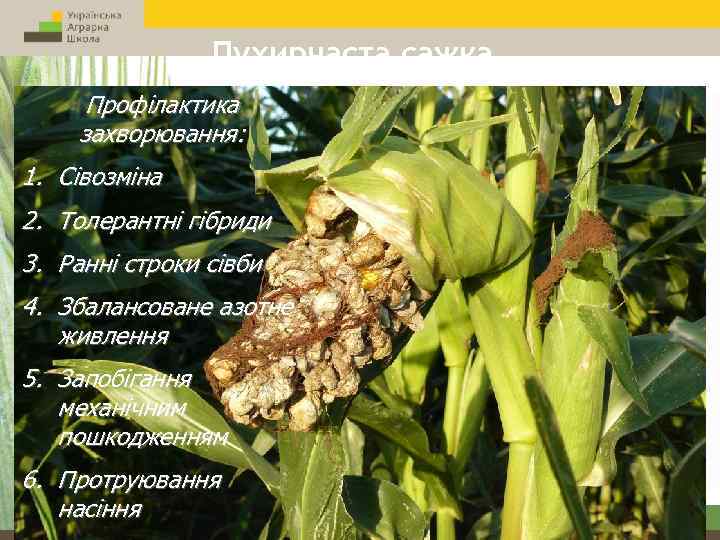 Пухирчаста сажка Профілактика захворювання: 1. Сівозміна 2. Толерантні гібриди 3. Ранні строки сівби 4.