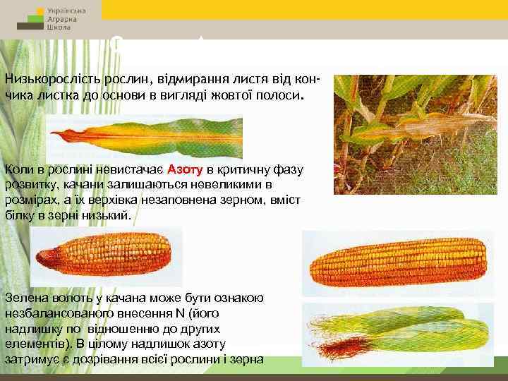 Ознаки Азотного голодування Низькорослість рослин, відмирання листя від кончика листка до основи в вигляді