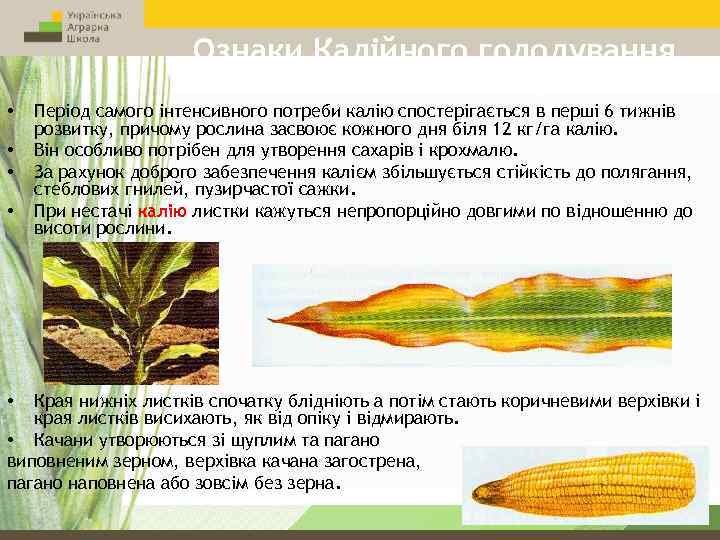 Ознаки Калійного голодування • • Період самого інтенсивного потреби калію спостерігається в перші 6