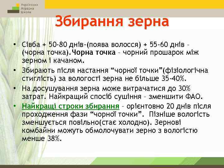 Збирання зерна • Сівба + 50 -80 днів-(поява волосся) + 55 -60 днів –