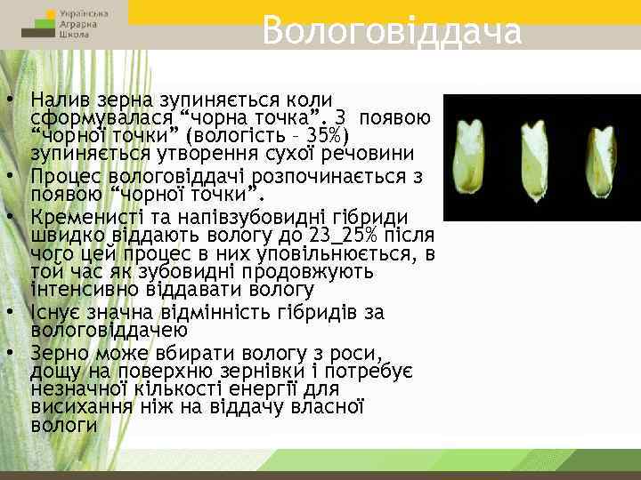 Вологовіддача • Налив зерна зупиняється коли сформувалася “чорна точка”. З появою “чорної точки” (вологість